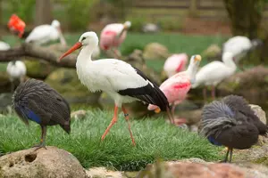Tour image of Safari West Sonoma Adventure Tour