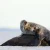 Image of Wildlife Watching