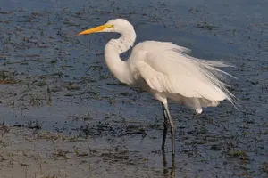 Tour image of 2 Stop | 2 Islands & Ria Formosa Natural Park - From Faro