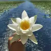 Image of On the Water