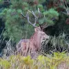 Image of Safaris