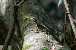 Tour image of 2 Days 1 Night in Corcovado Sirena From Puerto Jimenez