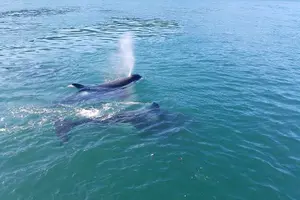 Tour image of Whale Watching Tour from Anacortes