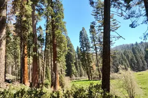 Tour image of 5-Star Rated Sequoia Winter Tour