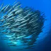 Image of Scuba Diving