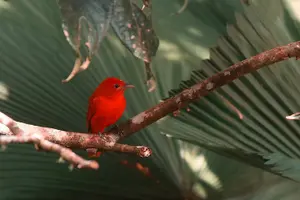 Tour image of Canyoning in the Lost Canyon, Costa Rica