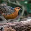 Image of Bird Watching