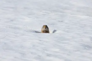 Tour image of Yellowstone Snowshoe Adventure - Private Tour from Jackson Hole