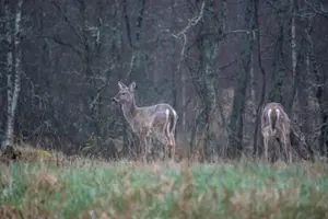 Tour image of From Helsinki: Wildlife Safari with Campfire Dinner