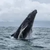 Image of Whale Watching