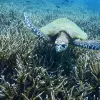 Image of Scuba Diving