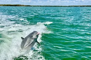 Tour image of Dolphin and Shelling Cruise for up to 12 people