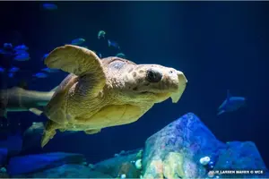 Tour image of New York Aquarium Admission