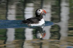Tour image of Original Big Whale Safari & Puffins Speedboat Tour from Húsavík
