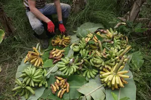 Tour image of Banana Trip - Full day private tour to Pico with Round Trip from Faial