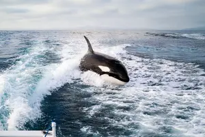 Tour image of Private 2hr Supreme Whale/Dolphin Watching Tour, Newport Beach CA