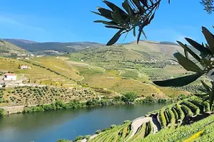 Tour image of Private Douro Valley Tour (2 wineries + boat)