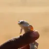 Image of Wildlife Encounters