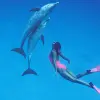 Image of Swim with Dolphins
