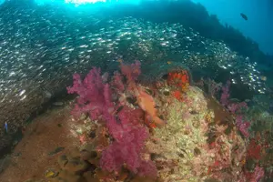 Tour image of Snorkel Tour to Phi Phi Islands by Speed Boat from Koh Lanta