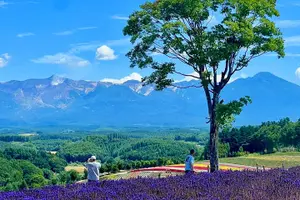 Tour image of Hokkaido Sapporo Furano Lavender Biei Blue Pond Tour with Lunch