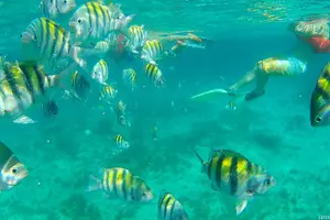 Tour image of Negril Glass Bottom Boat Tour Snorkeling and Booby Cay