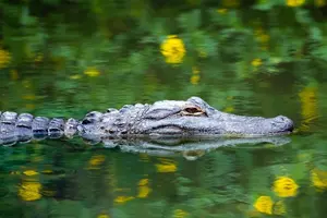 Tour image of Everglades Small Group Express from Fort Lauderdale +Airboat Ride