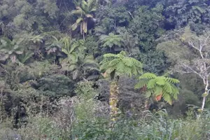 Tour image of Rain Forest Jungle tour