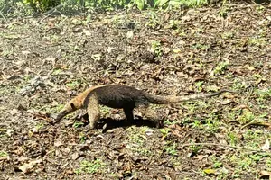 Tour image of Monkey and Sloth Jungle Habitat Panama Tour