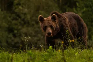Tour image of Day Trip & Bear Watching in the Land of Volcanoes