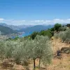 Image of Olive Oil Tasting