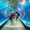 Image of Aquariums