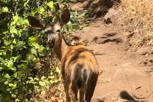 Tour image of Sequoia National Park Adventure from Tulare