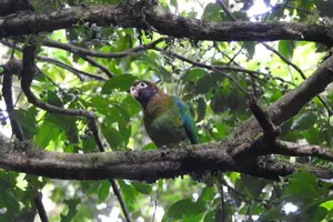 Tour image of Natural History Tour at Curi Cancha Reserve in Monteverde