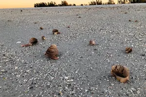 Tour image of 4 Hour Kice Island Shelling Trip