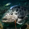 Image of Freediving