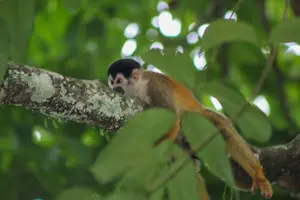 Tour image of 3 Days Kayak & Camping Excursionon in Golfo Dulce