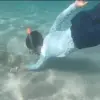 Image of Snorkeling