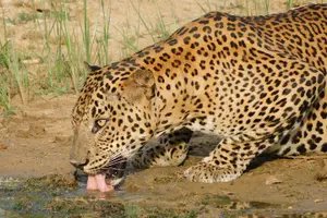 Image of Sri Lanka