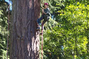 Tour image of Sunset Canopy Climb on Lopez Island