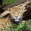 Image of Zoos & Wildlife Parks