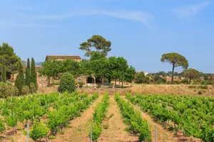 Tour image of Saint-Tropez and Port Grimaud Full-Day Tour