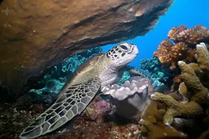 Image of Philippines