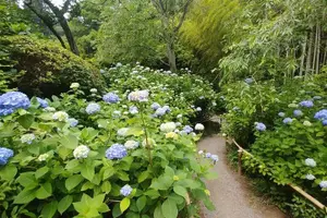 Tour image of Kamakura and Eastern Kyoto with Lots of Temples and Shrines
