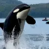 Image of Jet Ski Rentals