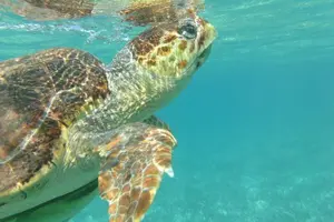 Tour image of Hol-Chan Snorkel Tour from Caye Caulker