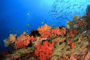 Tour image of Moalboal Sardines Run Private Tour w/ Transfers Option