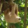 Image of Zoos & Wildlife Parks