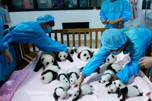 Tour image of All Inclusive Private Trip to Chengdu Giant Panda Base and Leshan Giant Buddha