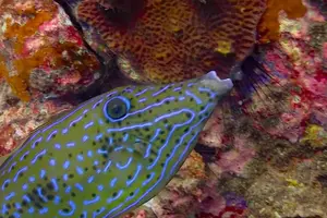 Tour image of Koh Tao & Koh Nang Yuan Snorkeling Tour by Speed Boat from Samui
